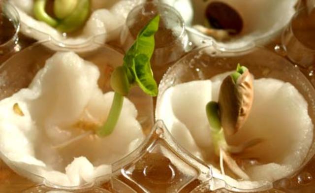 Deja que el amor crezca