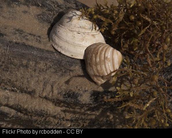 Blanco completa una etapa del Camino de Santiago entre Triacastela y Sarria