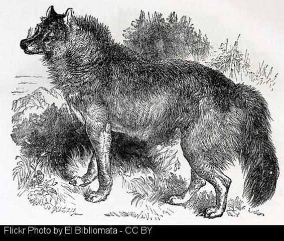 Una visita al foxo de lobos de O Incio