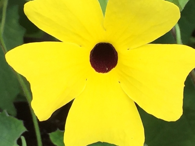 Visiting new friends