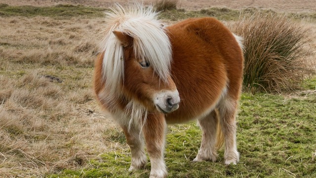 i got my first horse