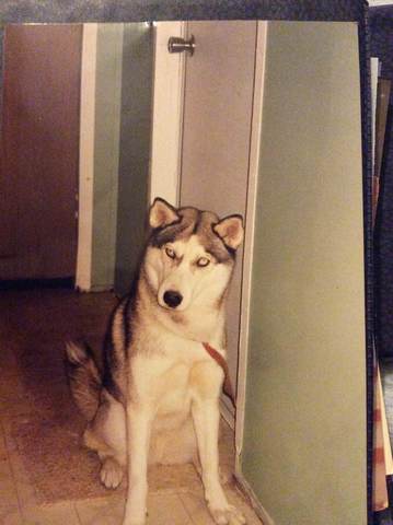 when we got a husky named princess