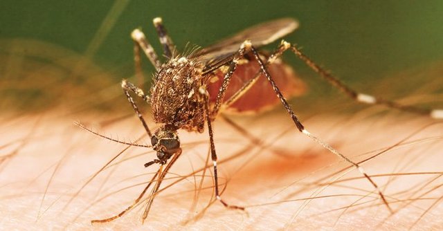 EVOLUCIÒN DEL CHIKUNGUNYA