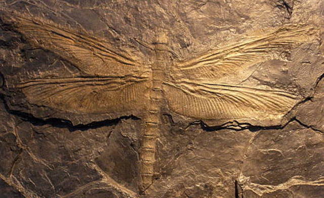 El Paleozoico: Carbonífero