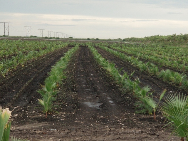(7) West Palm Beach Agriculture