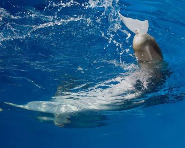 Prosthetics for animals