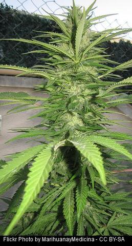 Imputan a un vecino de Sarria (Lugo) por cultivar ocho plantas de marihuana en un huerto próximo a su vivienda