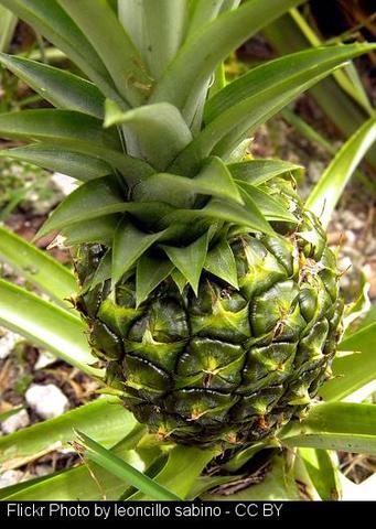 "Sarria es el mejor «Concello Saudable» de Galicia."