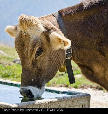 "Sarria reúne más del 25% de rubia gallega de Lugo."