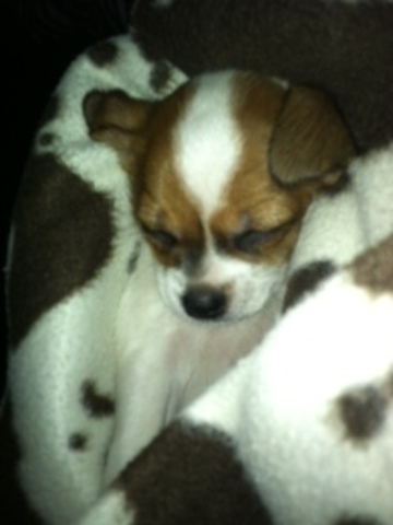 The day i got my puppy