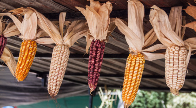 El influjo de américa