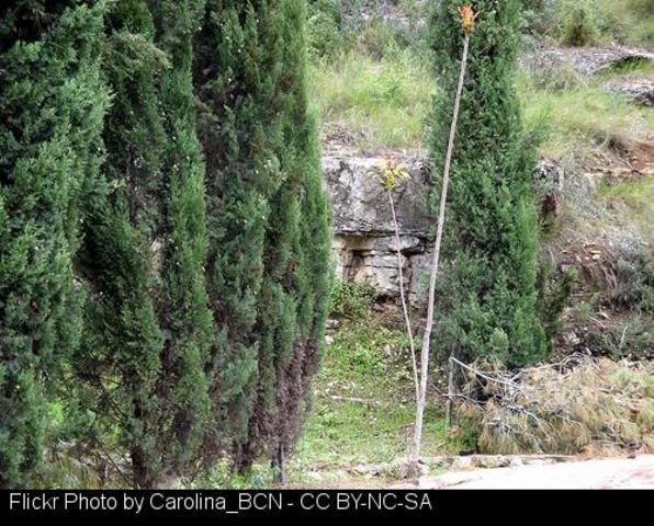 Miembros de la Plataforma Sarriana polo río se encadenan a los árboles del Malecón para impedir su tala