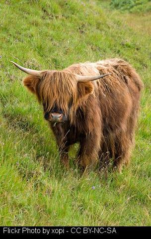Roban dos terneros en una explotación ganadera de Sarria