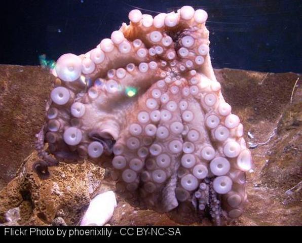 Morre unha muller atragantada con pulpo