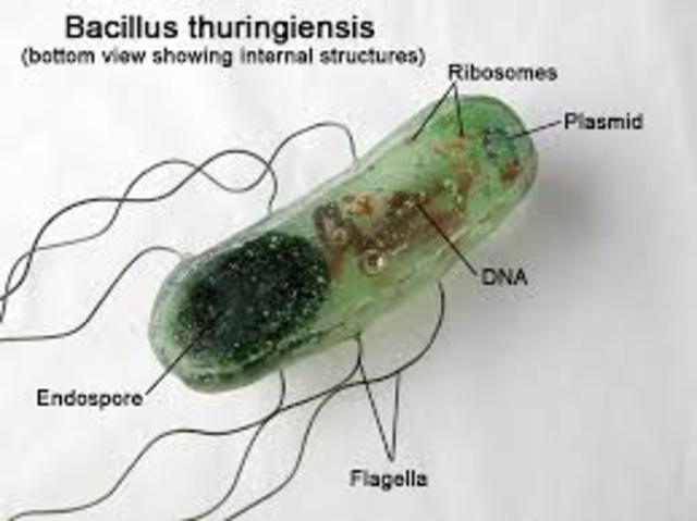 Bacillus thuringiensis