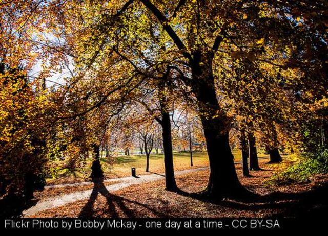 "Vecinos de Sarria se encadenan a los árboles para evitar que los corten."