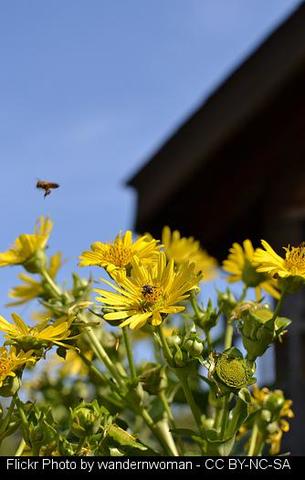 Susto en Sarria por la caída de una colmena de abejas en plena calle.