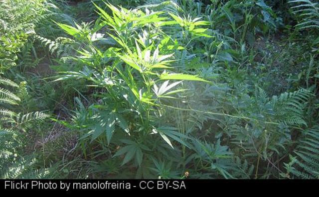 A Garda Civil localiza en Sarria un invernadoiro con 57 kilos de marihuana