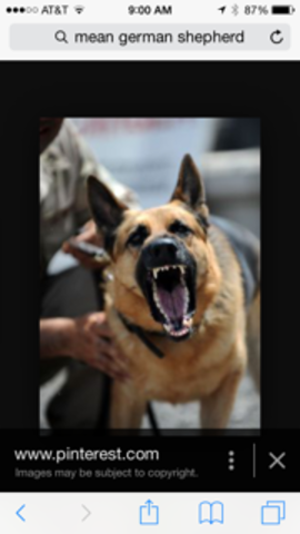 Scared of German Shepards