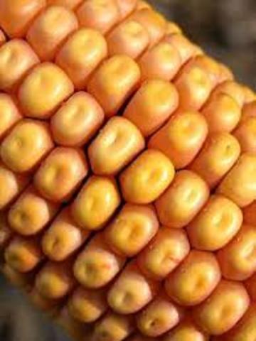 Baby girl & son died