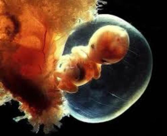 Semana decimo segunda de gestación