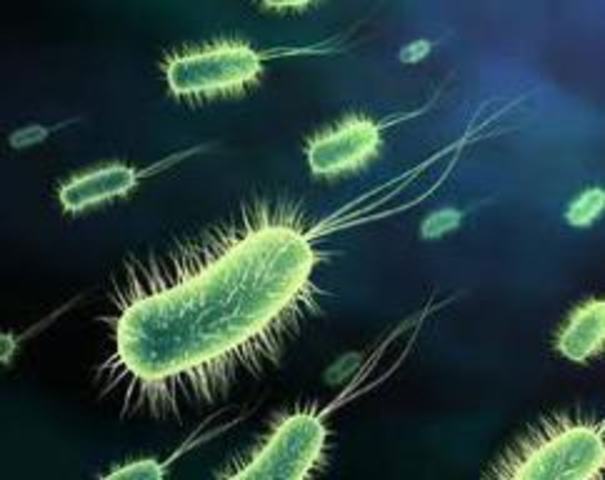 Microbiología de los Alimentos