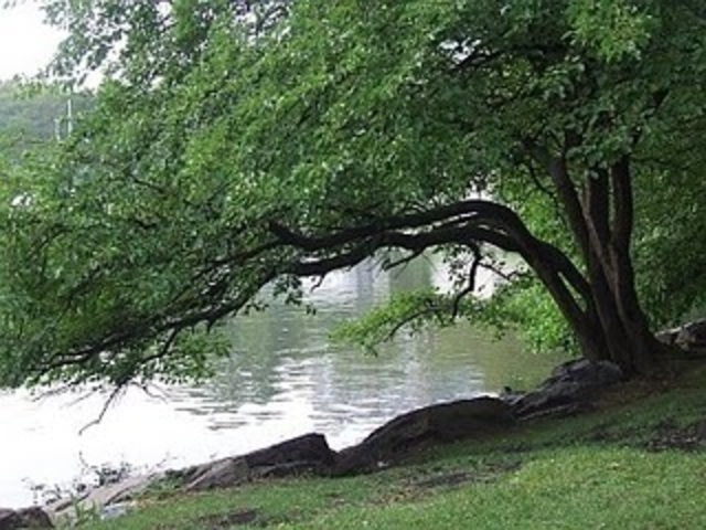 Early Morning,Summer