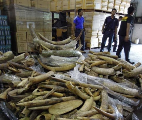 First Ivory Bans