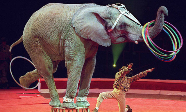 Elephants in Circus' and Zoos