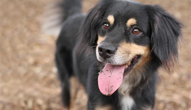 Founding of the Humane Society