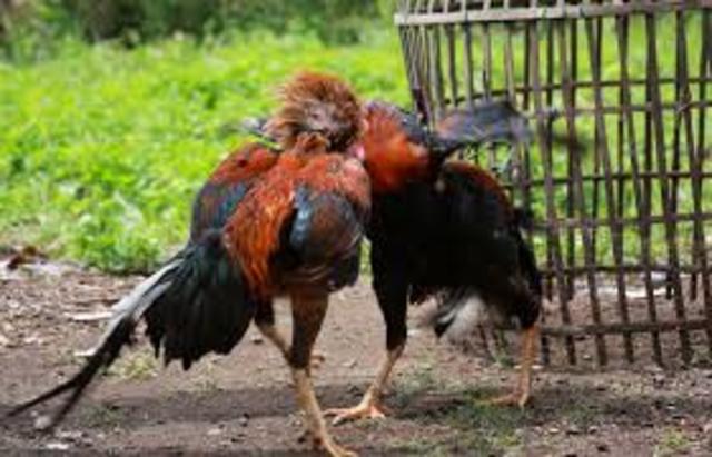 Ending Cock Fights
