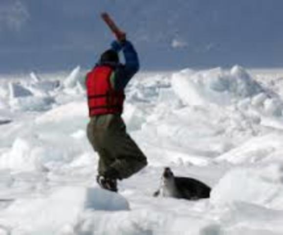 Protect the Seals Campaign