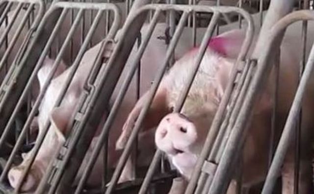 Outlawing gestation crates
