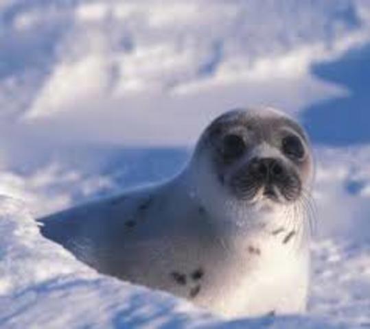 Campaign to end hunting of seals