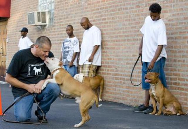 End Dogfighting in Chicago