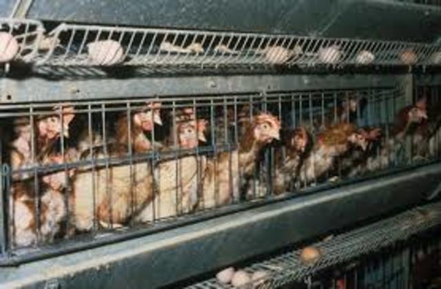 Farm Animals Protection