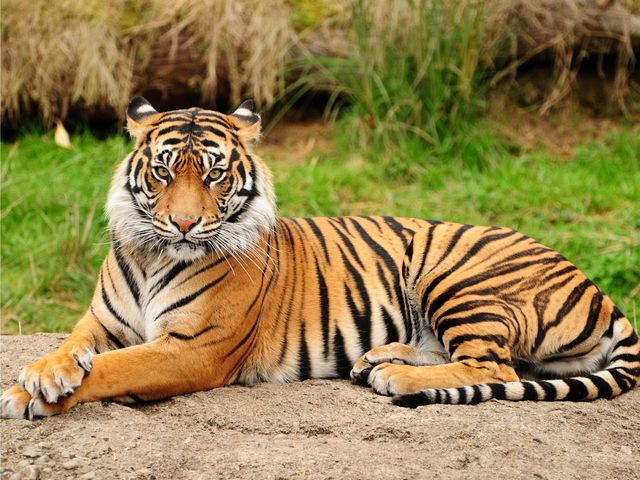 Adopt a tiger