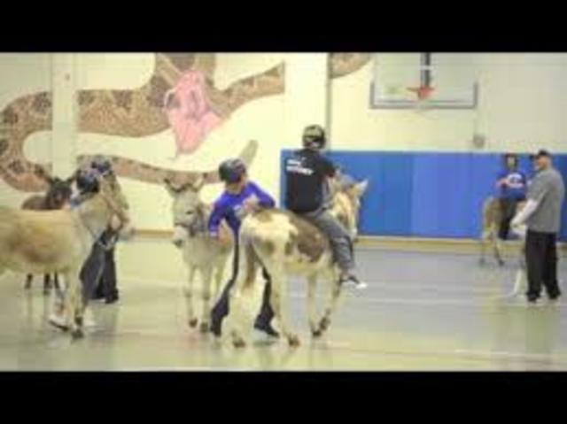 donkey basketball