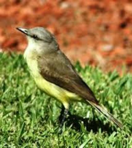convenio en paris sobre la proteccion de las aves utiles para al agricultura