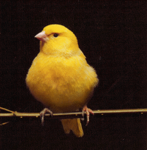 Yellow Bird