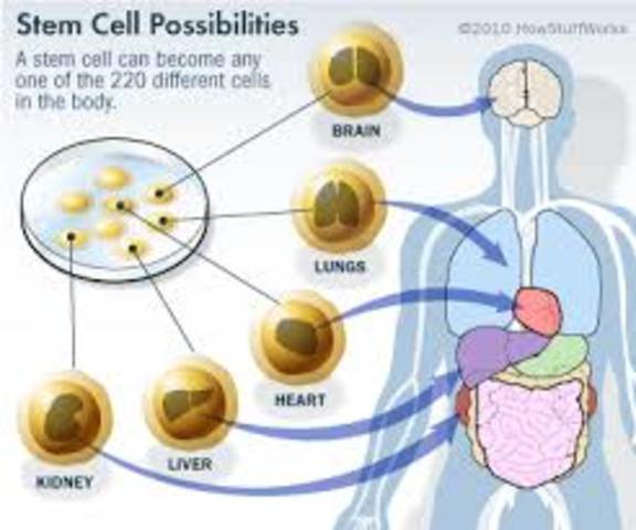 stem cells