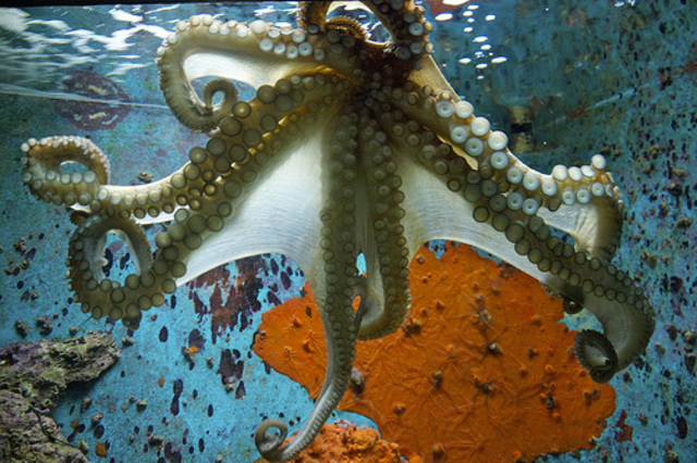 Morre unha ancía en Sarria a causa de atragantarse con un ananco de polbo.