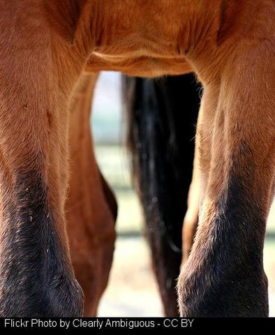 Os efectivos dos bombeiros de Sarria apagan un fogo dunha granxa agricola de Cétigos.