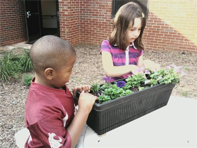 Planting the Window Boxes