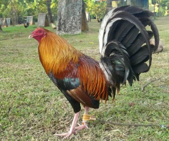 got my first rooster when i was 10