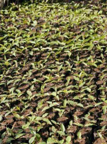 Building a green barrier