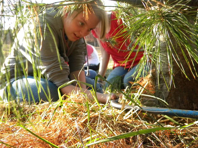 christmas tree cutting