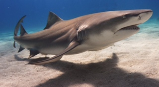 A shark in panama city flordia