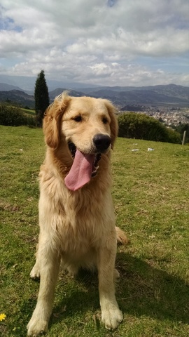 Caminata con mi Madre y chester