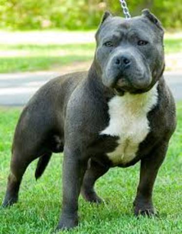 when i got my first pitbull